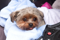 2022TheLegoPup