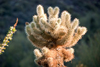 06-2009ArizHike-14