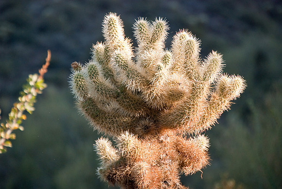 06-2009ArizHike-14