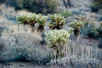 06-2009ArizHike-28