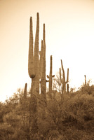 06-2009ArizHike-16