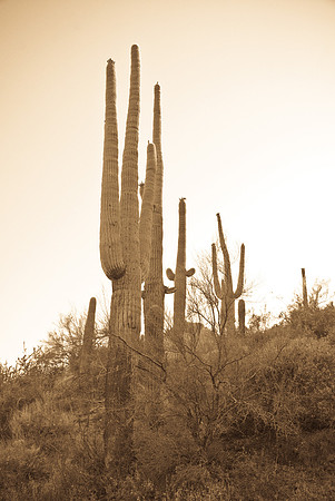 06-2009ArizHike-16