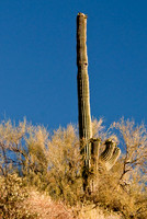 06-2009ArizHike-17
