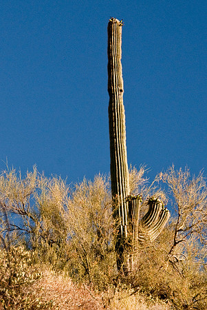 06-2009ArizHike-17