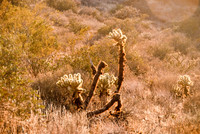 06-2009ArizHike-23