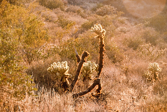 06-2009ArizHike-23