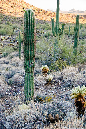 06-2009ArizHike-27