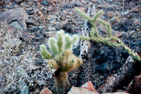 06-2009ArizHike-26