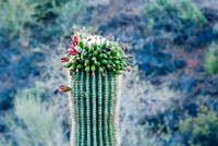 06-2009ArizHike-22