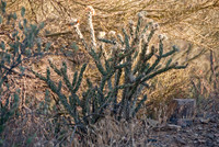 06-2009ArizHike-15