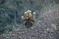 06-2009ArizHike-21