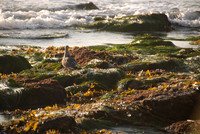 Dana Point
