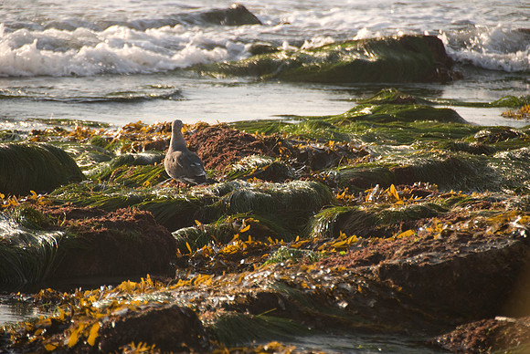 Dana Point