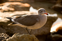 Dana Point