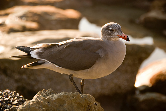 Dana Point