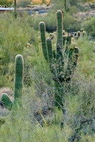 06-2009ArizHike-29